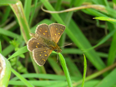 Butleria