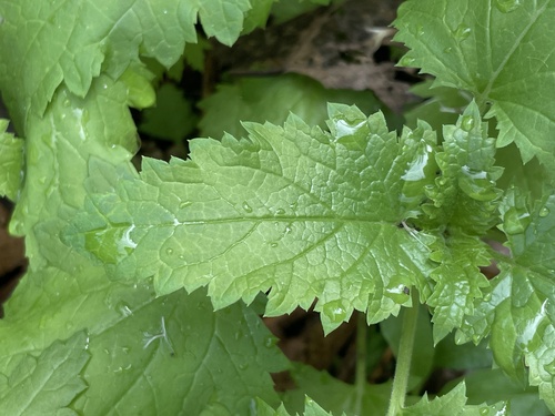 iNaturalist observation photo of California beeplant