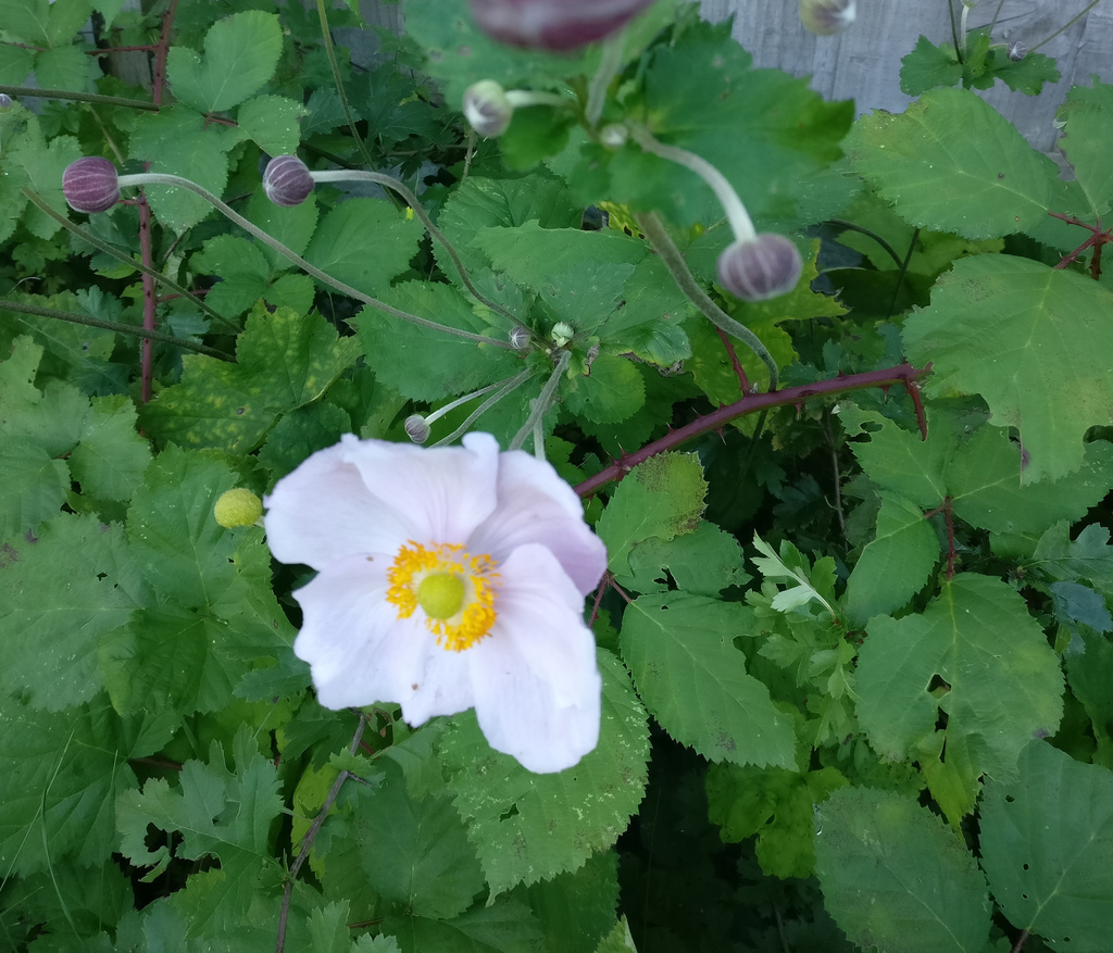 Fall-blooming anemones from Cheshire, England, United Kingdom on 13 ...