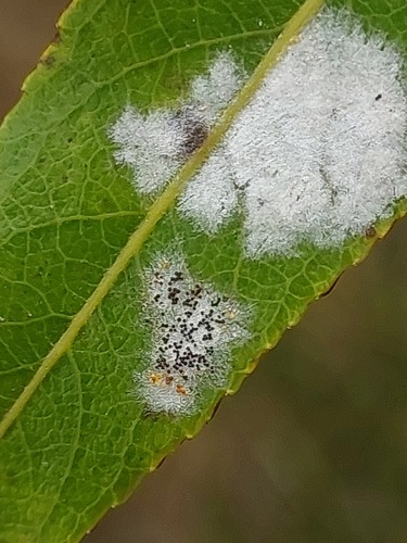 Erysiphe salicis, 2025-10-18