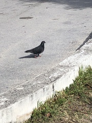 Columba livia domestica
