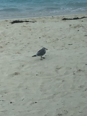 Leucophaeus atricilla