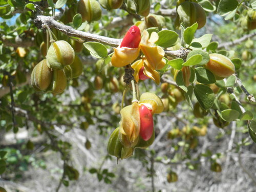 Guaiacum unijugum (Guaiacum unijugum)