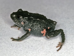 Myers' Robber Frog photo 2