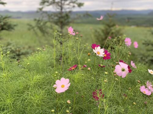 garden cosmos