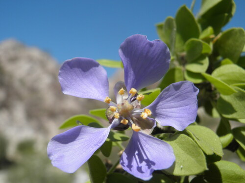 Guaiacum unijugum (Guaiacum unijugum)