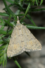 Dichromodes sphaeriata