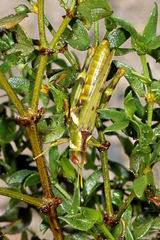 Bootettix argentatus