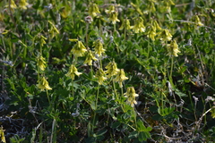 Astragalus umbellatus