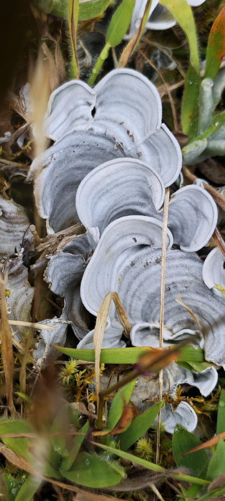 Cora glabrata
