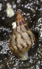 Mitrella semiconvexa