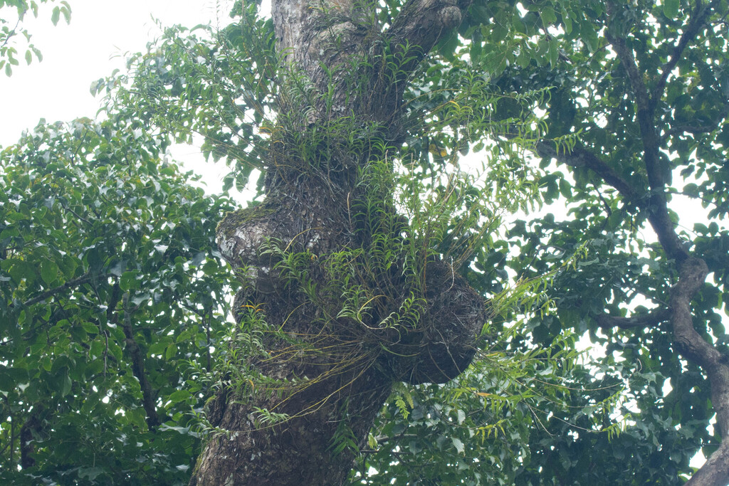 Dendrobium luzonense Lindl.