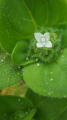 Richardia humistrata