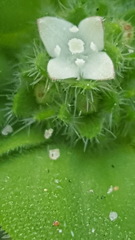 Richardia humistrata