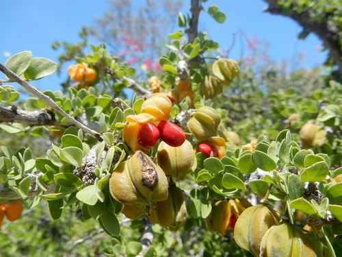 Guaiacum unijugum (Guaiacum unijugum)