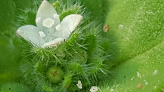 Richardia humistrata