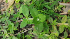 Richardia humistrata