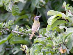 Apalis flavida