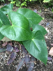 Anthurium andraeanum