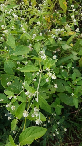 Alternanthera pubiflora (Alternanthera pubiflora)
