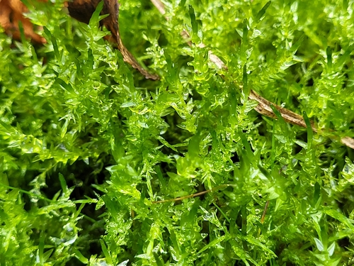 Heart-leaved Spear-moss