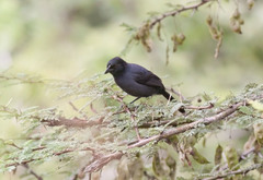 Laniarius funebris