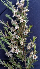 Kunzea linearis