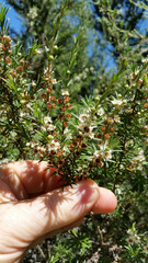 Kunzea linearis