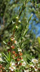 Kunzea linearis
