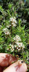 Kunzea linearis
