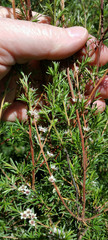 Kunzea linearis