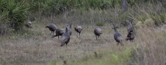 Meleagris gallopavo osceola