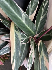 Todiramphus recurvirostris