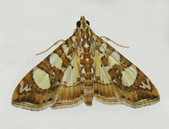 Glyphodes sibillalis
