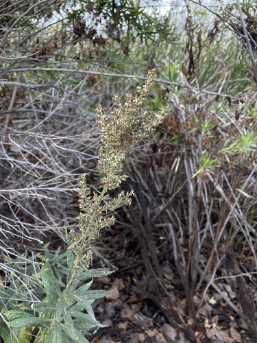iNaturalist observation photo of California mugwort