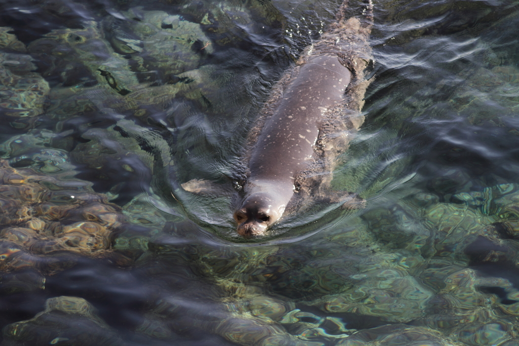 Photo of Mediterranean monk seal (Monachus monachus)