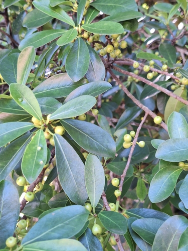 Ficus natalensis (Ficus natalensis)