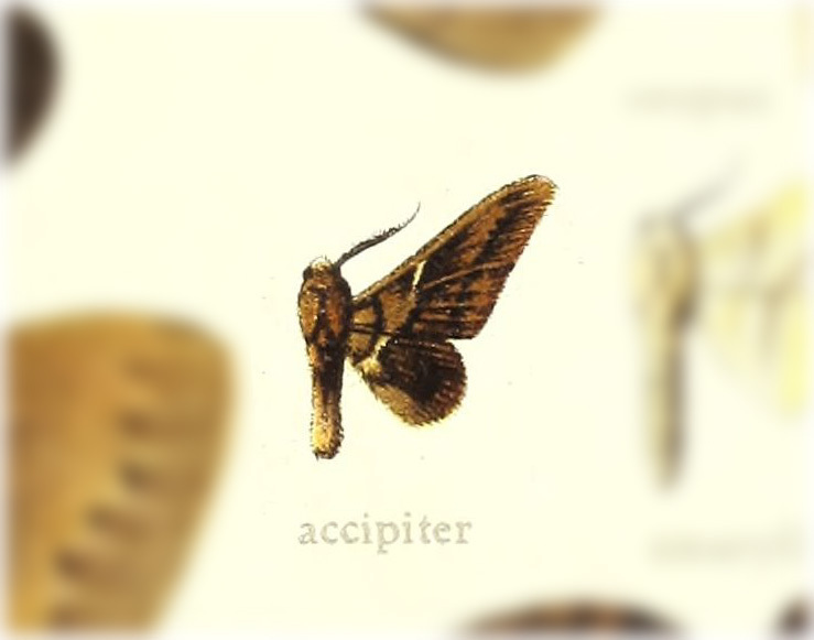 Aleyda accipiter