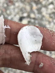 Modiolus americanus