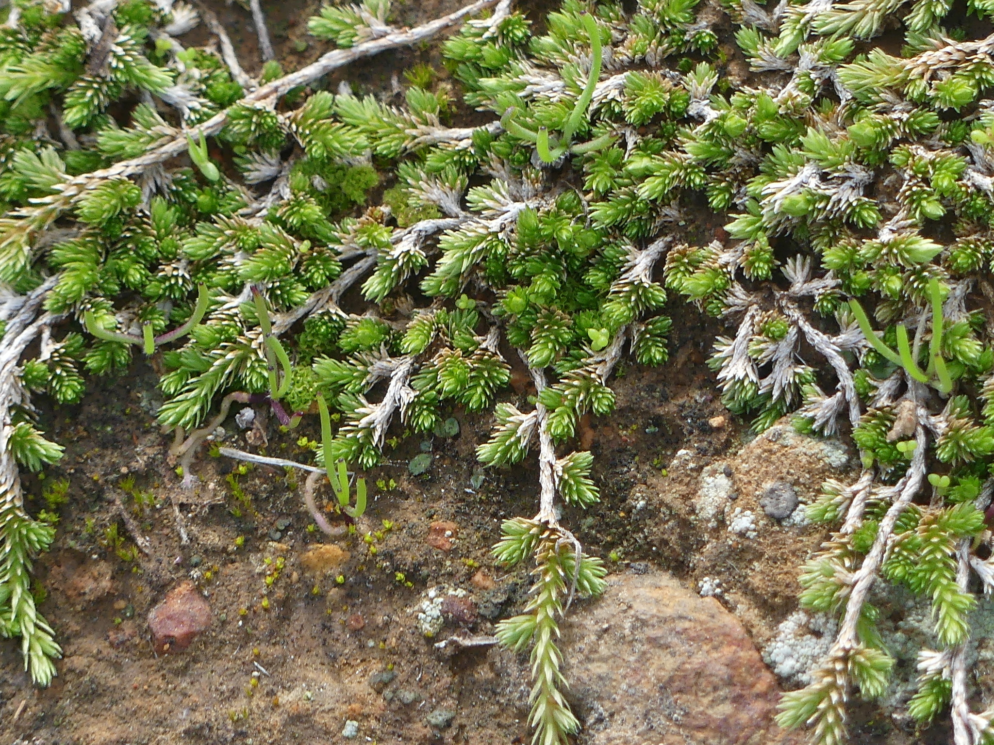 Selaginella cinerascens
