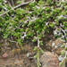 Selaginella cinerascens - Photo (c) Lauren Glevanik,  זכויות יוצרים חלקיות (CC BY-NC), הועלה על ידי Lauren Glevanik