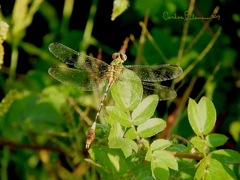 Erpetogomphus bothrops