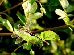 Erpetogomphus bothrops