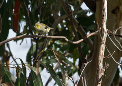 Pardalotus quadragintus