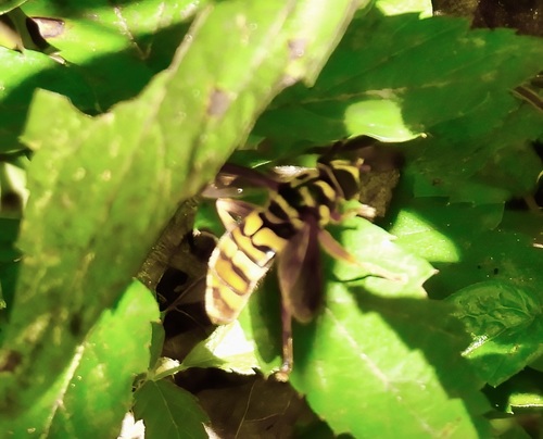Unknown species found near 545 Pecan Dr, St Gabriel, LA 70776, USA