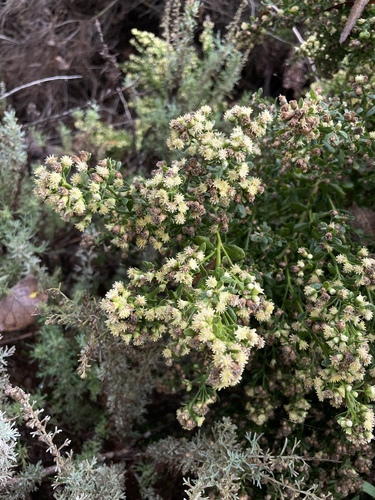 iNaturalist observation photo of coyote brush