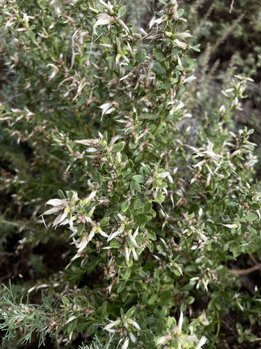 iNaturalist observation photo of coyote brush