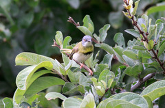 Apalis flavida