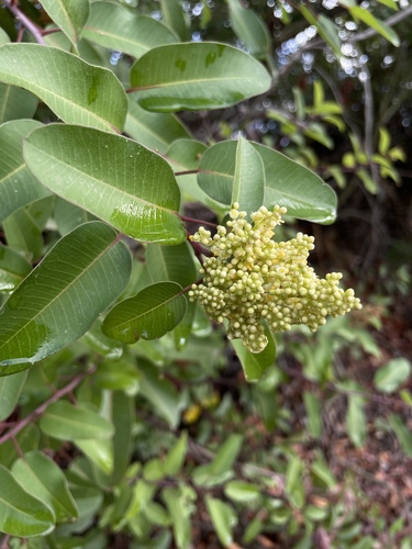 iNaturalist observation photo of laurel sumac