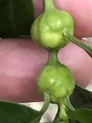 Neolasioptera lathami